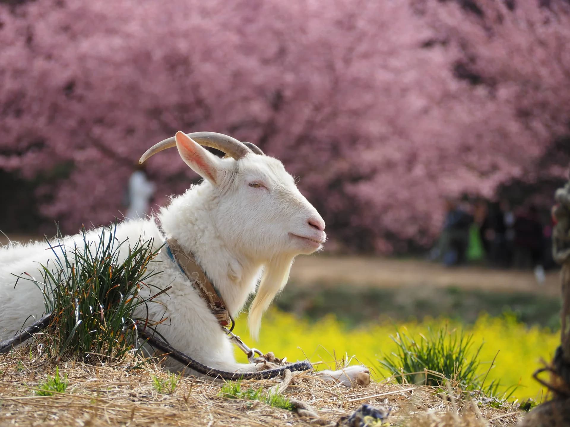東大山の河津桜